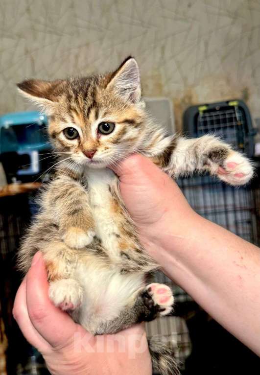 Кошки в Москве: Котёнок Пачуля в добрые руки  Девочка, Бесплатно - фото 5
