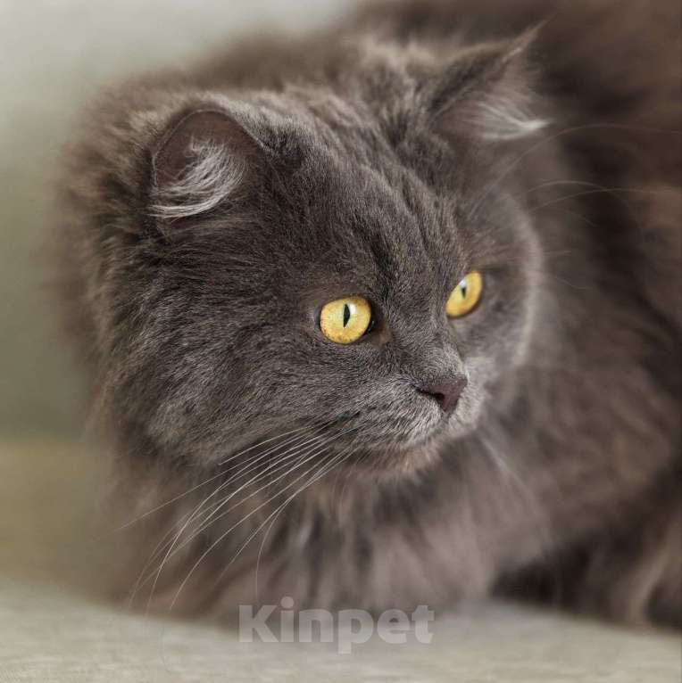 Кошки в Москве: Пушистую Женеву обижают коты, а она не может им противостоять 💔 Ей срочно нужен дом Девочка, Бесплатно - фото 3