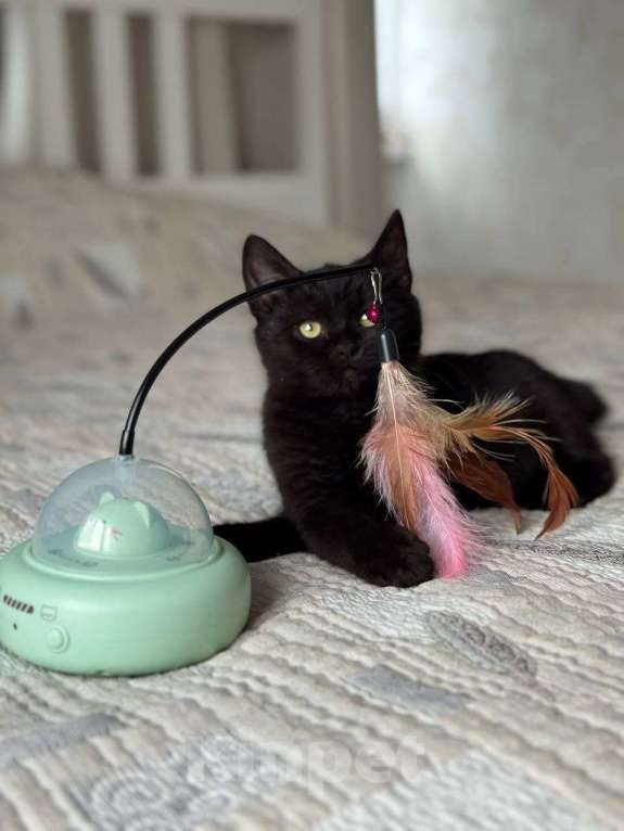 Кошки в Москве: котенок Агат ищет дом Мальчик, Бесплатно - фото 7