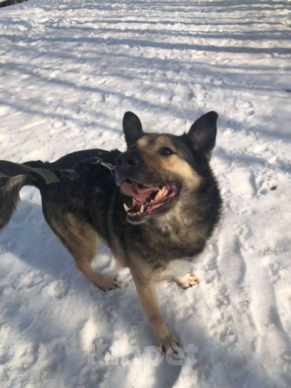 Собаки в Москве: Чудесный Гранд из приюта покорит Вас своим позитивом Мальчик, Бесплатно - фото 2