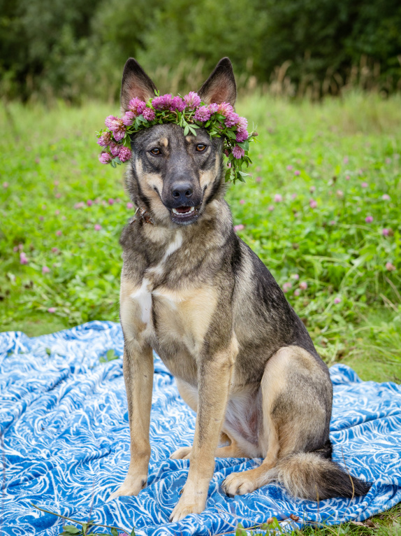 Собаки в Солнечногорске: Молода, спокойная, собака-компаньон Девочка, Бесплатно - фото 1