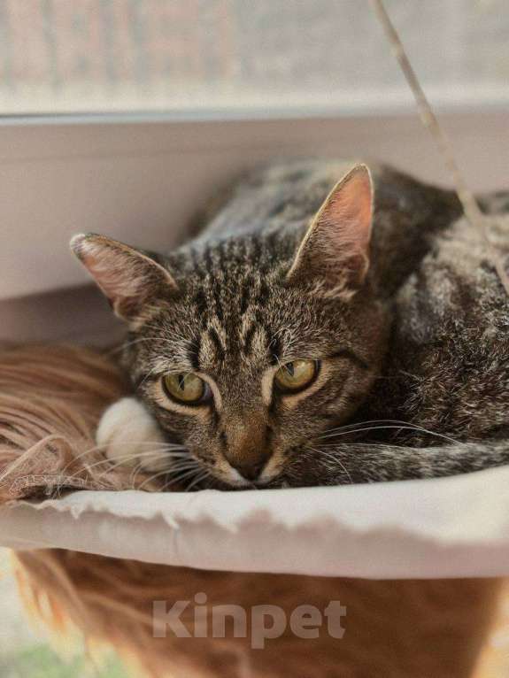 Кошки в Балашихе: Чизкейк Мальчик, Бесплатно - фото 4