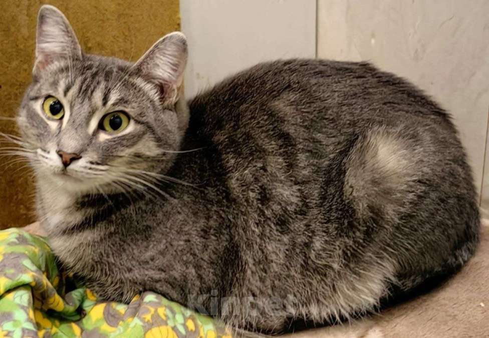 Кошки в Москве: Брошен в морозы на улице, котик в добрые руки Мальчик, Бесплатно - фото 3