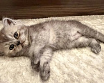 Кошки в Смоленске: Продажа котят Разнополые, 20 000 руб. - фото 6