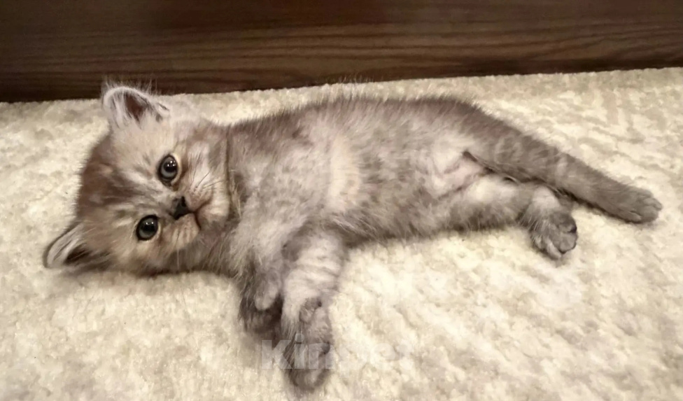 Кошки в Смоленске: Продажа котят Разнополые, 20 000 руб. - фото 6