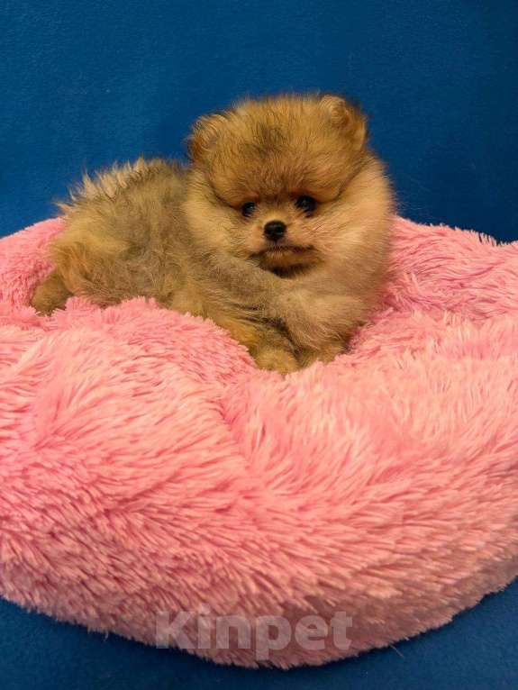 Собаки в Москве: Померанский  шпиц-  Роскошная  Малышка Девочка, 35 000 руб. - фото 1