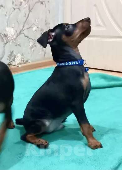 Собаки в Красноярске: Щенки цвергпинчера Мальчик, 45 000 руб. - фото 2