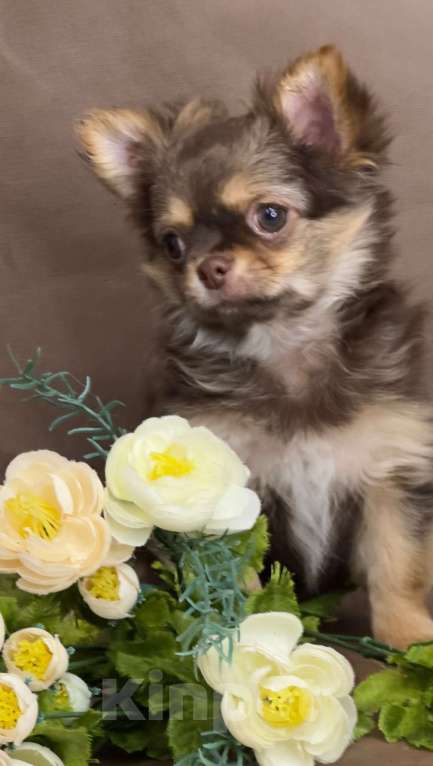 Собаки в Москве: Яркая девочка чихуахуа Девочка, 60 000 руб. - фото 2