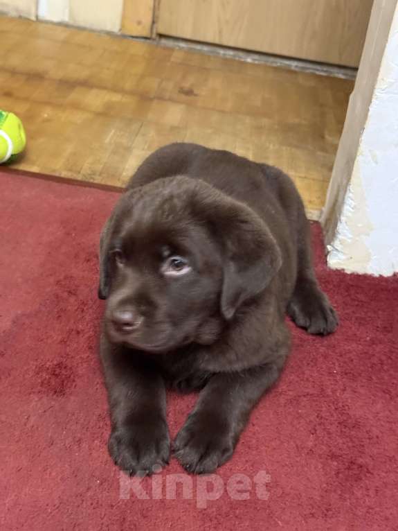 Собаки в Люберцах: ЭЛИТНЫЙ ЩЕНОК ЛАБРАДОРА- РЕТРИВЕРА, ШОКОЛАДНОГО ОКРАСА Девочка, 100 000 руб. - фото 9