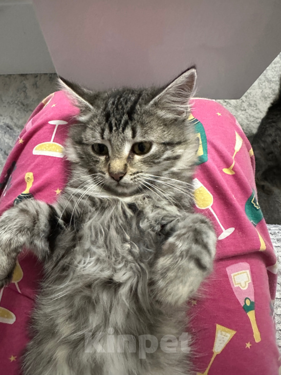 Кошки в Санкт-Петербурге: Котенок в добрые руки бесплатно Девочка, Бесплатно - фото 6