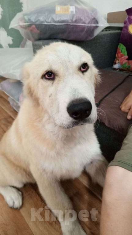 Собаки в Лиски: Красивые щенки Мальчик, Бесплатно - фото 2