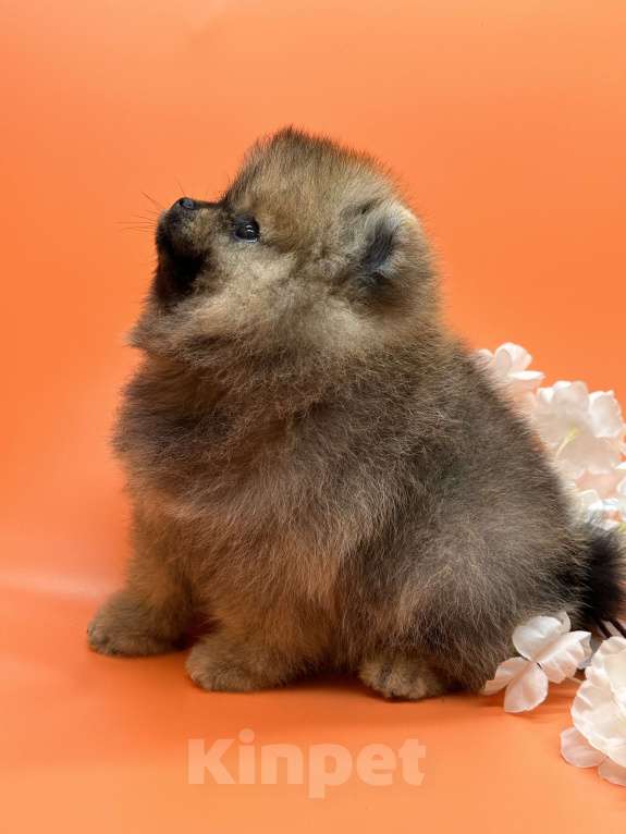 Собаки в Санкт-Петербурге: Крепкая девочка  Девочка, 35 000 руб. - фото 2