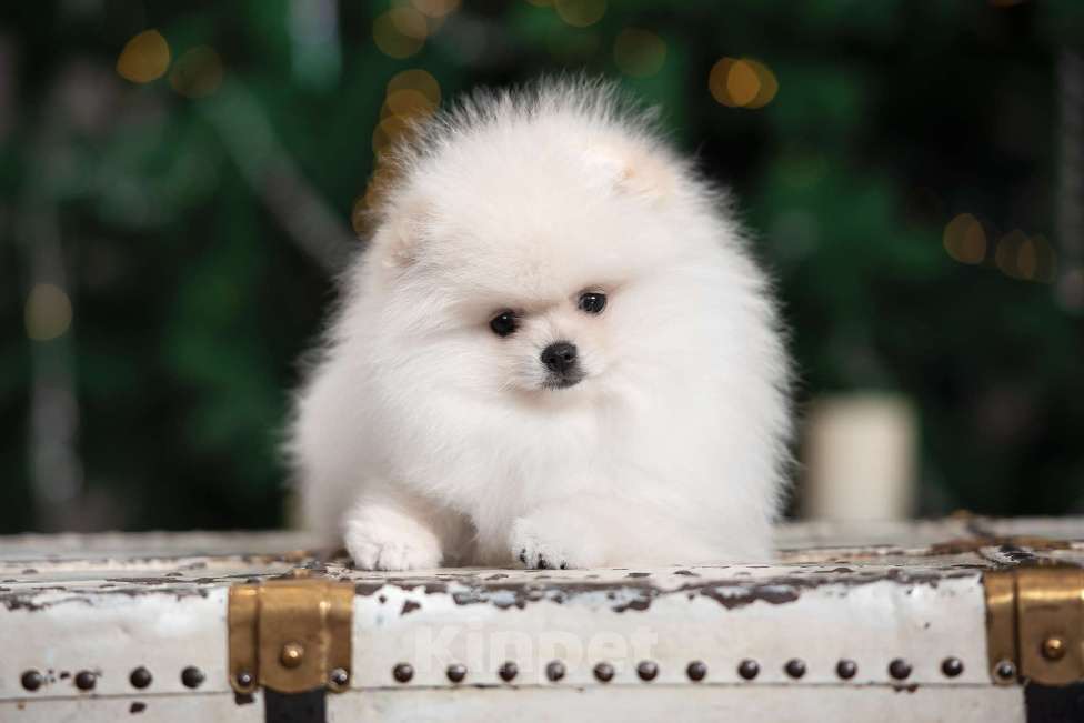 Собаки в Москве: Померанский шпиц мини мальчик Мальчик, 65 000 руб. - фото 1