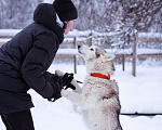 Собаки в Москве: Арья Девочка, Бесплатно - фото 8