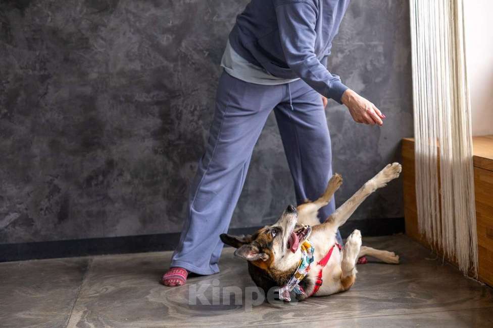 Собаки в Москве: Айриш. Та, что всё понимает... И очень ждёт. Девочка, Бесплатно - фото 8