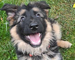 Собаки в Москве: Щенок немецкой овчарки д/ш Девочка, 28 000 руб. - фото 3