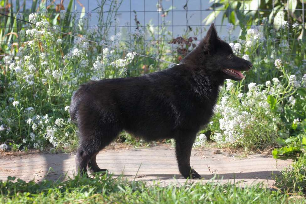 Собаки в других городах Московской области: замечательная девочка Девочка, 80 000 руб. - фото 3
