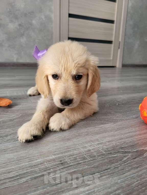 Собаки в Новошахтинске: Щенки золотистого ретривера Девочка, 35 000 руб. - фото 5