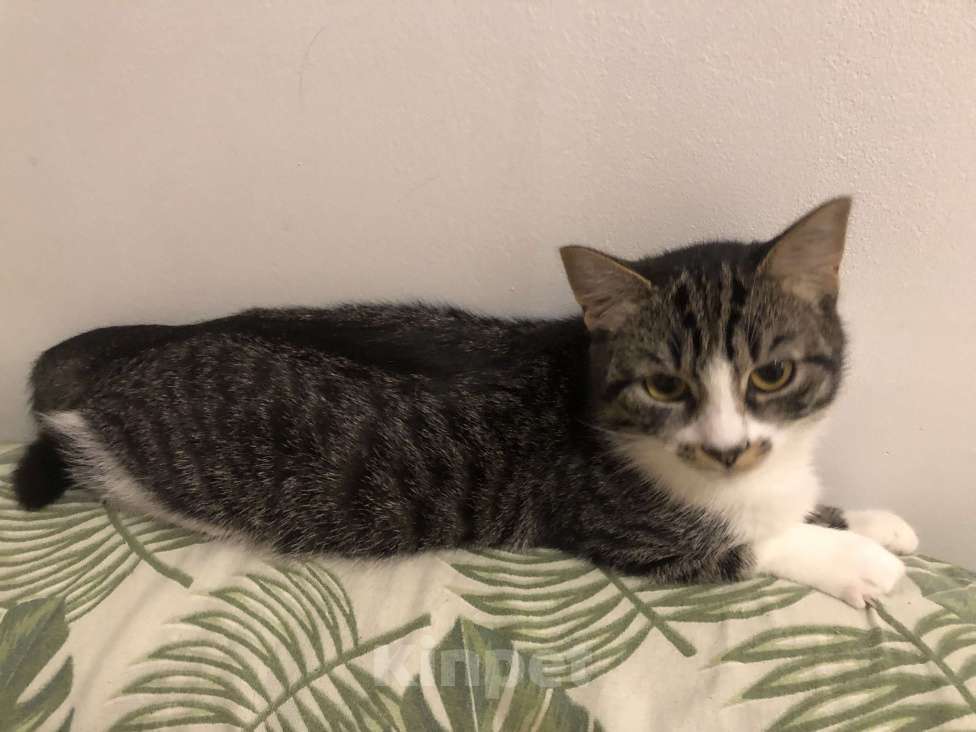 Кошки в Сочи: Отдам кошек в добрые руки Девочка, Бесплатно - фото 3