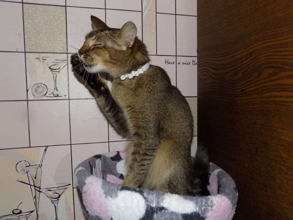 Кошки в Москве: Абиссинская кошка Девочка, 20 000 руб. - фото 3