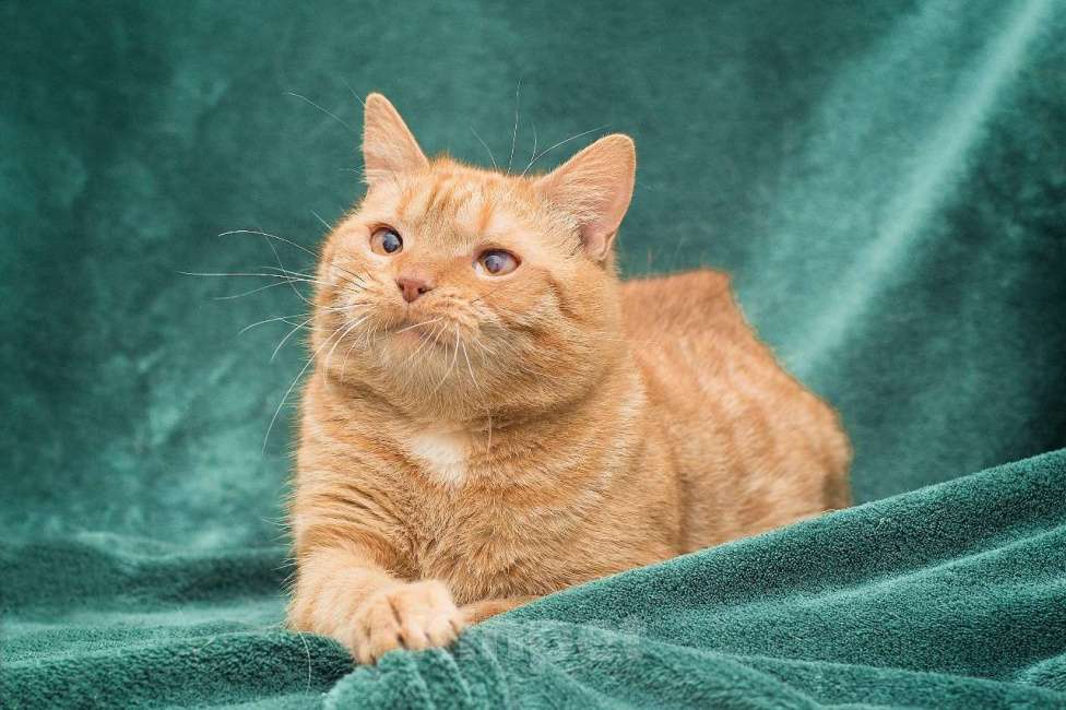 Кошки в Москве: Рыжий, наглый, неотразимый кот Мальчик, Бесплатно - фото 4