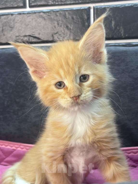 Кошки в Ростове-на-Дону: Мальчик мейн-кун классика Мальчик, 10 000 руб. - фото 1