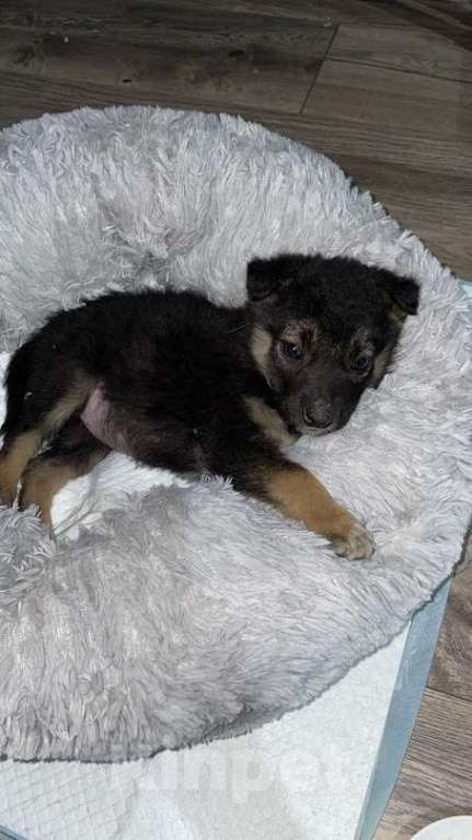 Собаки в Краснодаре: Краснодар отдаю щенка в добрые руки Девочка, Бесплатно - фото 1