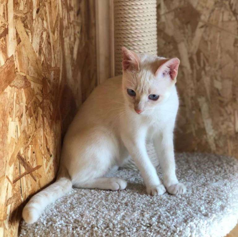 Кошки в Москве: Голубоглазая малютка Чекунда мечтает стать домашней Девочка, Бесплатно - фото 4