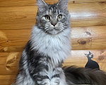 Кошки в Москве: Котёнок Мейн-кун, девочка Девочка, 30 000 руб. - фото 2