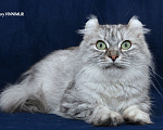 Кошки в Санкт-Петербурге: Американский керл  Девочка, Бесплатно - фото 1