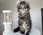 Кошки в Москве: Котенок мейн кун, котик Мальчик, 50 000 руб. - фото 2