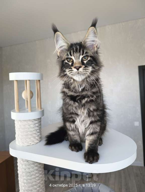 Кошки в Москве: Котенок мейн кун, котик Мальчик, 50 000 руб. - фото 2