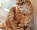Кошки в Балашихе: Котята мейнкунята Мальчик, 40 000 руб. - фото 2