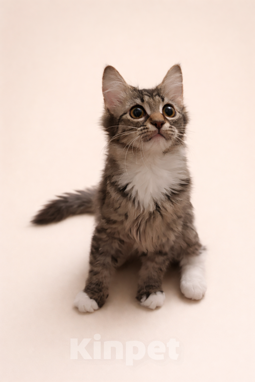 Кошки в Москве: Лавандочка ищет семью Девочка, Бесплатно - фото 1