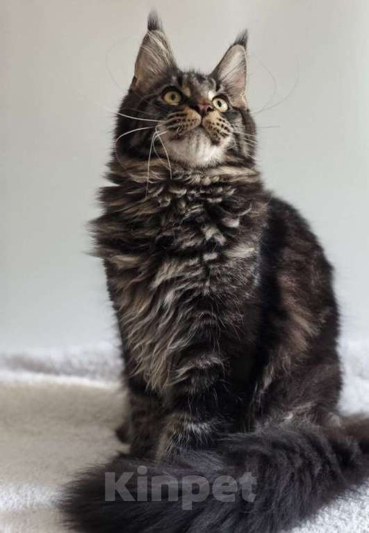 Кошки в Чайковском: Мальчик Мейн кун.  MCO окрас-n23  Мальчик, 45 000 руб. - фото 3