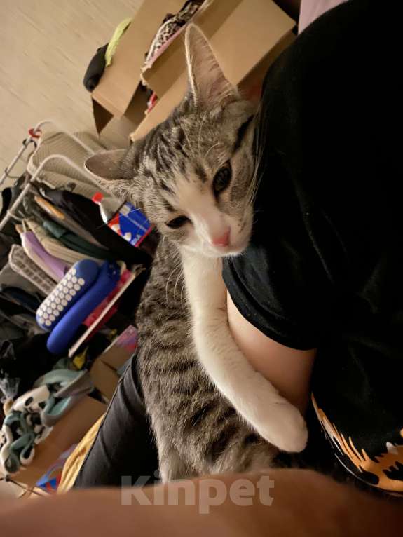 Кошки в Чапаевске: Отдам котенка в добрые руки  Девочка, Бесплатно - фото 4