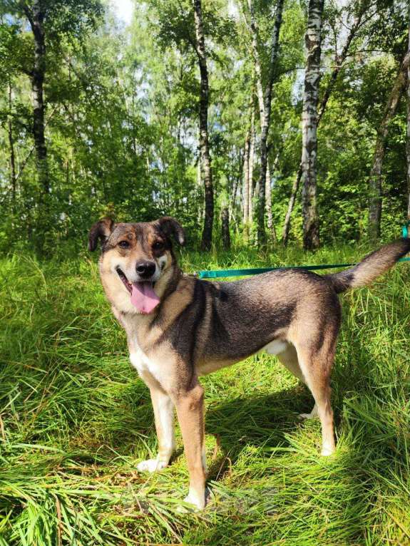 Собаки в Москве: Чаплин Мальчик, Бесплатно - фото 9