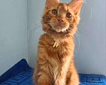Кошки в Самаре: Котёнок породы Мейн-кун MCO female Iriska, color d Девочка, 40 000 руб. - фото 5