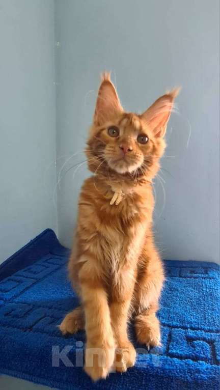 Кошки в Самаре: Котёнок породы Мейн-кун MCO female Iriska, color d Девочка, 40 000 руб. - фото 5