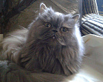 Кошки в Малмыже: Персидские голубые чистокровные котята ., 1 500 руб. - фото 10