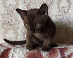 Кошки в Асбесте: Котята Европейской Бурмы, 60 000 руб. - фото 1