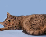 Кошки в Москве: Шикарный мордатый молодой кот Гриша в дар Мальчик, Бесплатно - фото 3