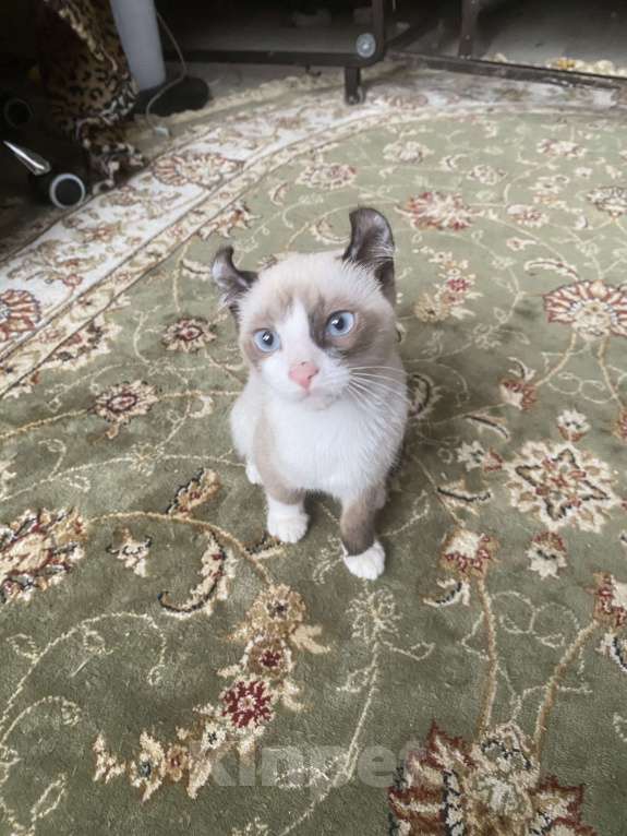 Кошки в Балашихе: Котенок Мальчик, 15 000 руб. - фото 6