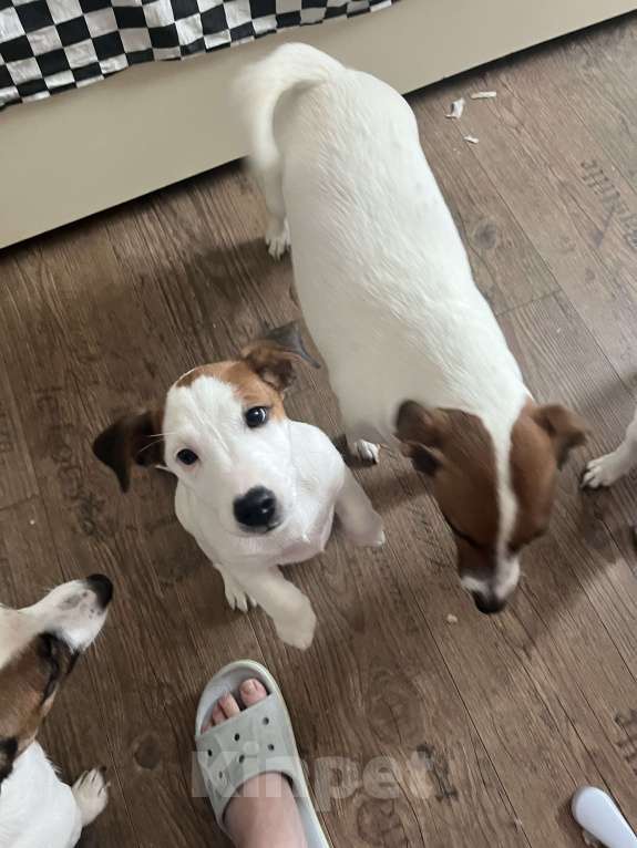 Собаки в Рязани: Лиза Девочка, 25 000 руб. - фото 2