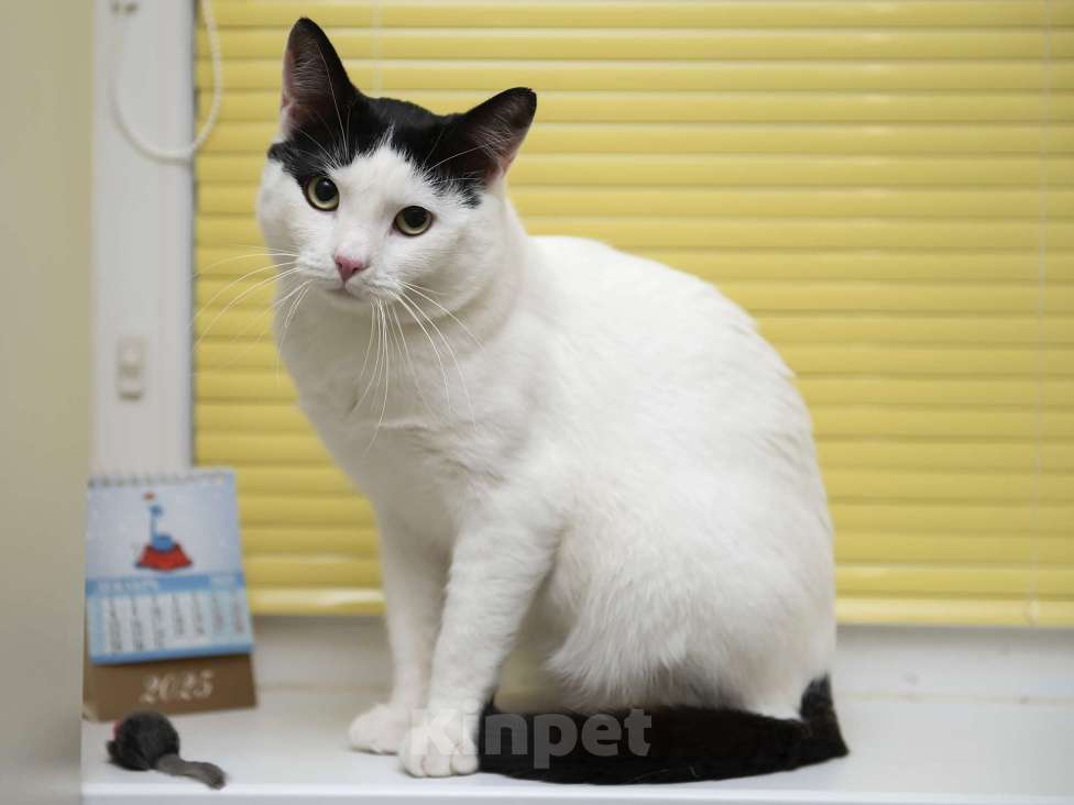 Кошки в Москве: Кот в добрые руки  Мальчик, Бесплатно - фото 7