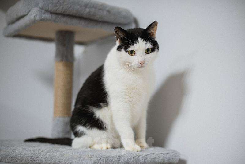 Кошки в Москве: Ласковый котик Джон ищет семью. Мальчик, Бесплатно - фото 4