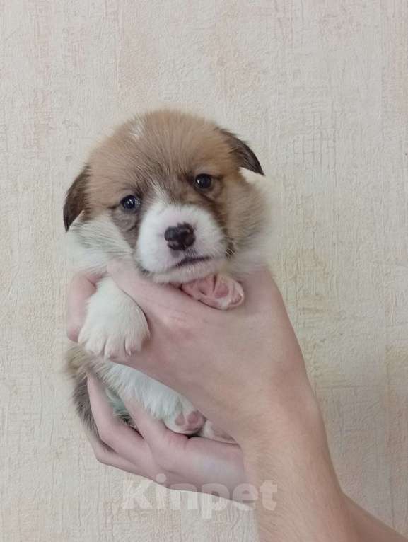 Собаки в Печоре: Щенки вельш корги пемброк Девочка, 45 000 руб. - фото 7