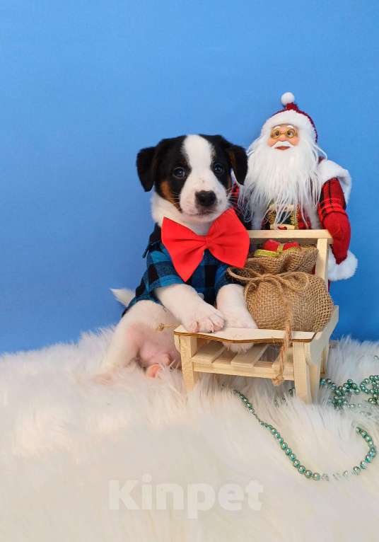 Собаки в Иркутске: Мальчики и девочки  Мальчик, 35 000 руб. - фото 2