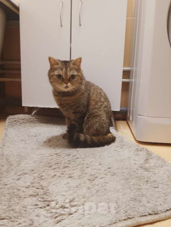 Кошки в других городах Свердловской области: Кошка Девочка, 15 000 руб. - фото 2