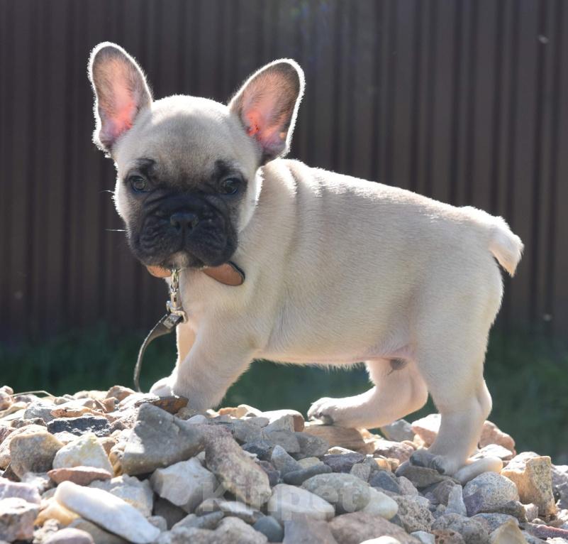 Собаки в Москве: Французский бульдог мальчик Мальчик, 55 000 руб. - фото 8
